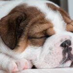 Why British firms are being pushed to hire overseas – London Business News