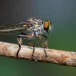 Sledgehammer-wielding robbers raid London jewellers in daylight – The Telegraph