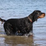 Gordon Ramsay is opening his 100th restaurant in one of London’s tallest skyscrapers – Time Out Worldwide