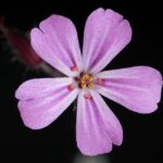 Robert Jenrick’s TfL stunt reminds us how simple politics can be – The Independent