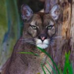 Global sports brand, Puma, shifting its UK HQ from London to Manchester – Invest In Manchester