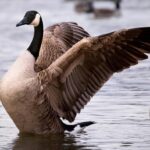 Poilievre delivers speech in London calling for more integration with Australia, New Zealand and U.K. – CBC