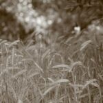 Foodservice price inflation flattens in January as key commodities unwind – London Business News