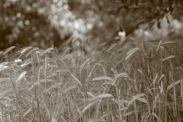 Foodservice price inflation flattens in January as key commodities unwind – London Business News