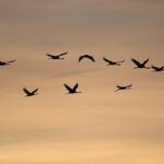 Macron seeks respite and a migration deal with Starmer in London – Euractiv