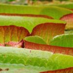 Emily in Hampstead? Lily Collins waves farewell to LA as she lines up return to London so her daughter can go to a UK school – Daily Mail