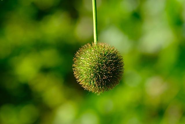 Sycamore Gap sapling planted as knife crime tribute – BBC