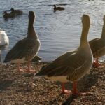 Racism, anti-racism and the politics of popular culture – The London School of Economics and Political Science