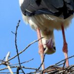 KU Athletics to receive payout of $2.7 million for participating in London game – KU Sports