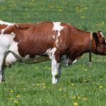 Iran has ‘missiles that can reach London’ after an attack was carried out on a UK-US base, it has been claimed. Iran today warned ‘British lives are in danger’ after it was revealed it launched two missiles at the UK base of Diego Garcia, 3,800km away. Fo