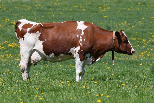 Iran has ‘missiles that can reach London’ after an attack was carried out on a UK-US base, it has been claimed. Iran today warned ‘British lives are in danger’ after it was revealed it launched two missiles at the UK base of Diego Garcia, 3,800km away. Fo