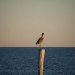 Security Politics in the Gulf Monarchies: Continuity Amid Change – King’s College London