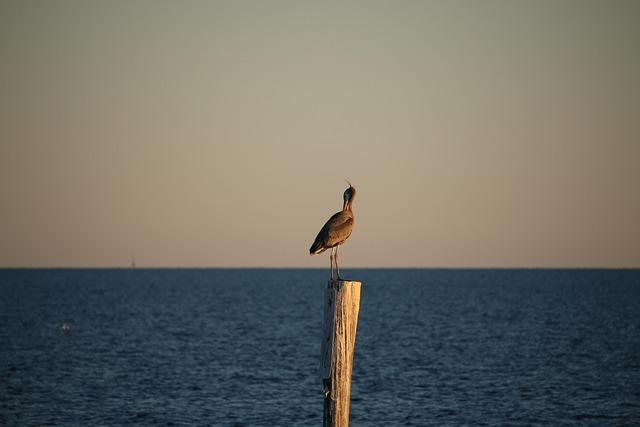 Security Politics in the Gulf Monarchies: Continuity Amid Change – King’s College London