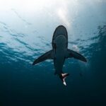 London Lions suffocating defence wins big against Sheffield Sharks – Sports Gazette