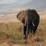 Tanzania pushes Burundi, Dubai firms oil dispute out of court to London – The EastAfrican