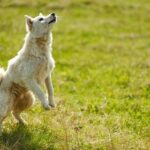 Arsenal vs Spurs: Alessia Russo runs rampant in the North London Derby with a 22-minute hat-trick! – Sky Sports