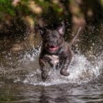 Man jailed for 10 years over XL bully attack which killed pensioner, 68, from London – London Evening Standard