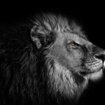 The Lion King extends in London to November 2026 – West End Theatre