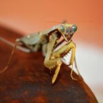 The Hundred fixtures 2026: MI London Men and Sunrisers Leeds Women to start title defences at Kia Oval on opening day – Sky Sports