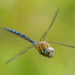 Taxi drivers sentenced for helping smuggle illegal migrants to France – National Crime Agency