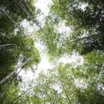 Watch the North London Derby for FREE live on the Sky Sports App! – Sky Sports