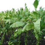 Huge profits drawing organized crime to black market tobacco – London Free Press