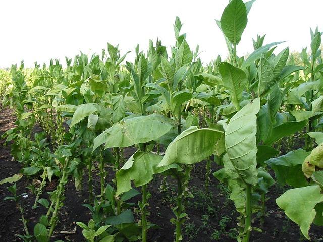 Huge profits drawing organized crime to black market tobacco – London Free Press