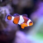 Who is Rachel Reeves? – BBC