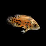 This London Apartment Is Just a Few Doors From Where Oscar Wilde Lived and Wrote His Best-Known Plays – Mansion Global