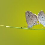 GBPUSD consolidates near lows – London Business News