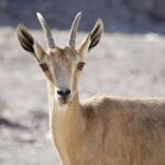 Iran threatens to quit ceasefire as Israel strikes Lebanon – London Business News