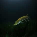 ‘Inter Alia’ review — Rosamund Pike reprises her masterful performance in Suzie Miller’s legal drama – London Theatre