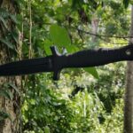 Finbar Sullivan: Two arrested over fatal Primrose Hill stabbing – BBC