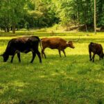 What direct risks does AI pose to the climate and environment? – The London School of Economics and Political Science