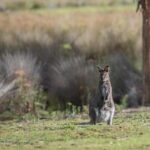 This spectacular ancient garden just 90 minutes from London is an ‘explosion of colour and scent’ – and it’s home to over 100 free-roaming wallabies – Secret London