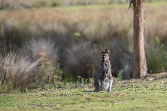 This spectacular ancient garden just 90 minutes from London is an ‘explosion of colour and scent’ – and it’s home to over 100 free-roaming wallabies – Secret London