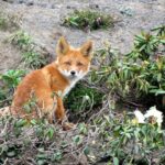 ‘A Doll’s House’ review — Romola Garai is a riveting Nora in this powerful modern-day adaptation – London Theatre