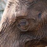 Roarsome: Giant replica coin unveiled at London Zoo to mark 200 years of ZSL – London Evening Standard