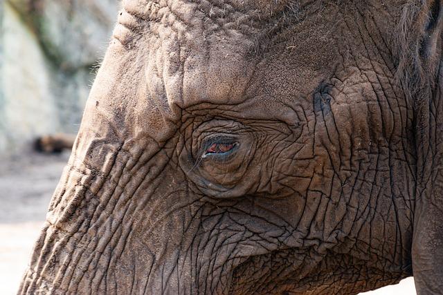 Roarsome: Giant replica coin unveiled at London Zoo to mark 200 years of ZSL – London Evening Standard
