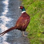 Northern Ireland talks collapse, London says deal still possible – Euractiv