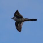 ‘One Flew Over the Cuckoo’s Nest’ review — Aaron Pierre and Giles Terera star in Clint Dyer’s bold new staging of a classic – London Theatre