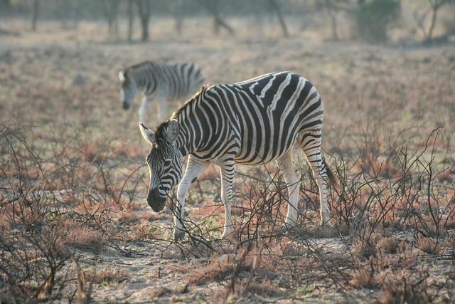 Farage offers ‘forgotten’ voters in Romford a referendum on leaving Khan’s London – The Telegraph