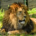 Papacy in global politics: Pope Leo XIV and peacemaking today – The London School of Economics and Political Science