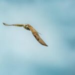 The role of housing in the local elections – BBC