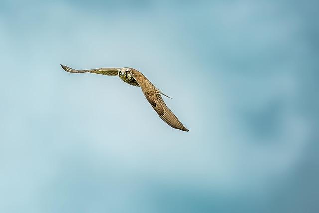 The role of housing in the local elections – BBC