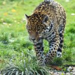 Jaguars Adjust Their London Plans for $1.4B Stadium Overhaul – Front Office Sports
