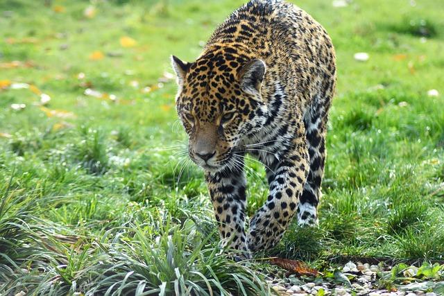 Jaguars Adjust Their London Plans for $1.4B Stadium Overhaul – Front Office Sports