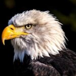 Play-Offs Quarter-Finals Report: London Lions 88-69 Eagles Men (178-141 on Aggregate) – Newcastle Eagles