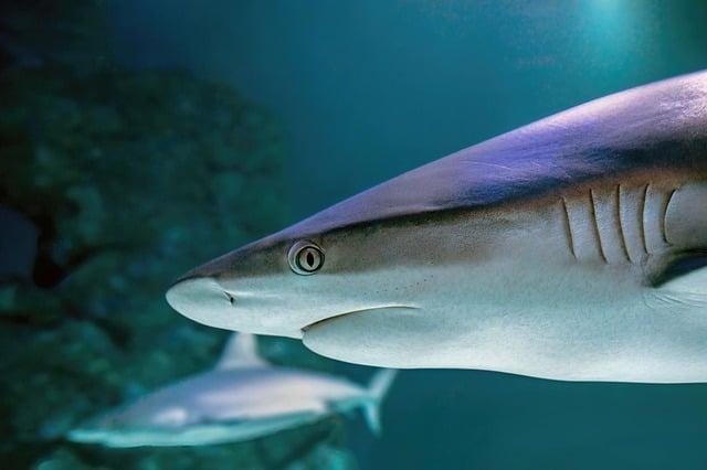 Over 70 MPs demand Government acts over London Aquarium’s penguins – Daily Express