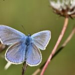 More in Common’s 2026 London MRP – More in Common UK